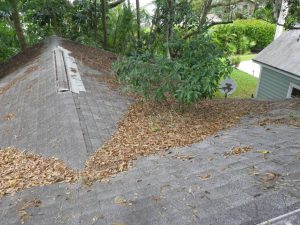 Tree Growing out of Roof in Naples, FL