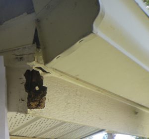 Rotten fascia on corner of roof