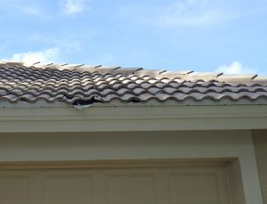 Palm frond breaks roofing tile